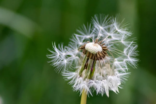 Semillas Diente León Después Lluvia Primer Plano Macro Vista Como — Foto de Stock