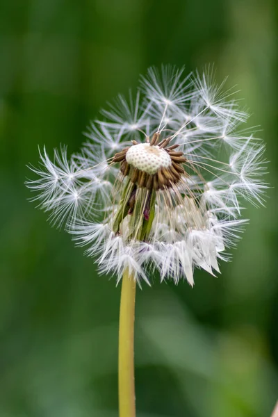 Semillas Diente León Después Lluvia Primer Plano Macro Vista Como — Foto de Stock