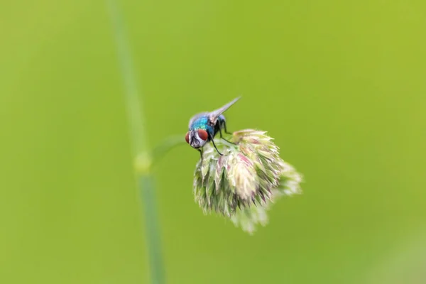 Fliege Auf Pflanzenzweig Der Natur — Stockfoto