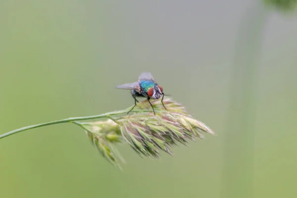 Fliege Auf Pflanzenzweig Der Natur — Stockfoto