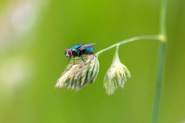 Fly Plant Branch Nature — Stock Photo, Image