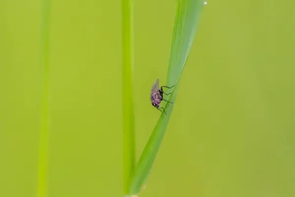 Voe Folha Verde Natureza — Fotografia de Stock