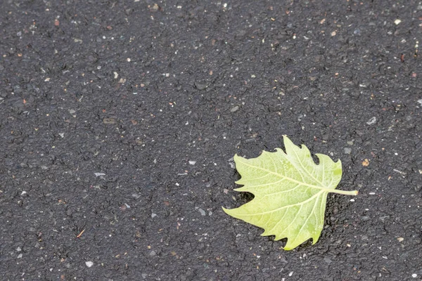 Asfalta Düşmüş Yeşil Yaprak — Stok fotoğraf