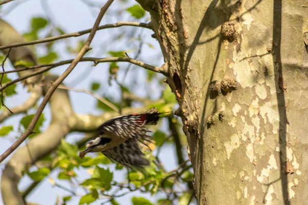 Great spotted woodpecker at his nest in a hole in a tree trunk of a forest has red feathers and a strong beak as European bird and endangered animal for environmental protection in urban cities