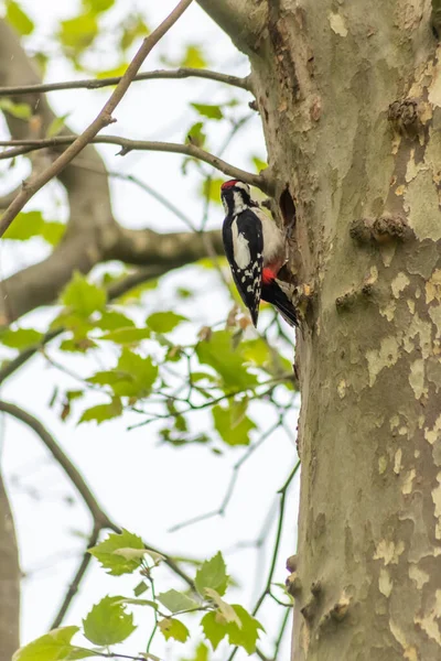 森の木の幹の穴に彼の巣で偉大な斑点のあるキツツキは 都市の環境保護のためのヨーロッパの鳥や絶滅危惧動物として赤い羽と強いくちばしを持っています — ストック写真