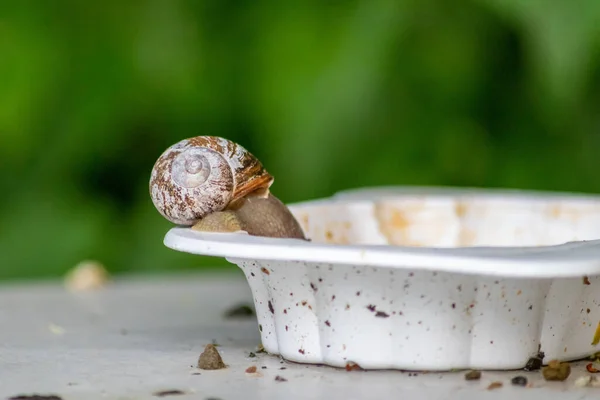 Big striped grapevine snail with a big shell on a white dish shows interesting details of feelers, eyes, helix shell, skin and foot structure of large garden snail and delicious escargot french food