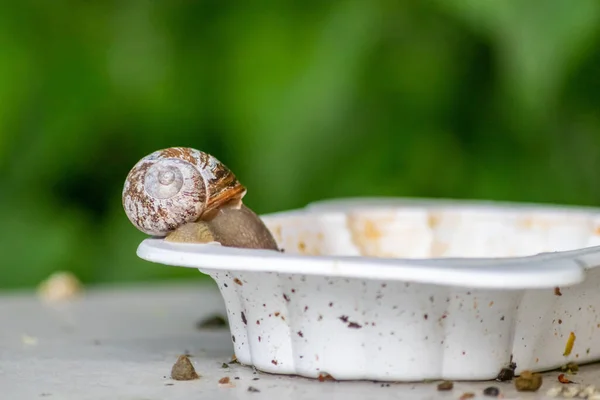 Big striped grapevine snail with a big shell on a white dish shows interesting details of feelers, eyes, helix shell, skin and foot structure of large garden snail and delicious escargot french food