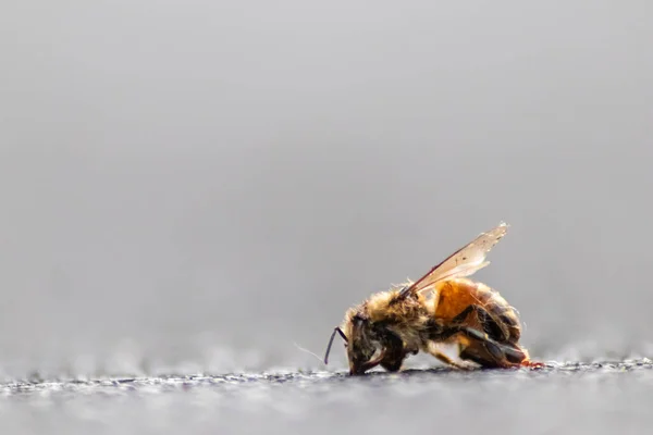 Ape Morta Sul Terreno Avvelenata Infetta Dalla Malattia Varroa Acaro — Foto Stock