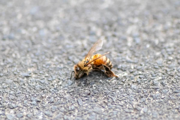 Abelha Morta Solo Envenenada Infectada Por Doença Varroa Ácaro Inseticidas — Fotografia de Stock