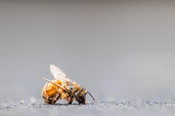 Ape Morta Sul Terreno Avvelenata Infetta Dalla Malattia Varroa Acaro — Foto Stock