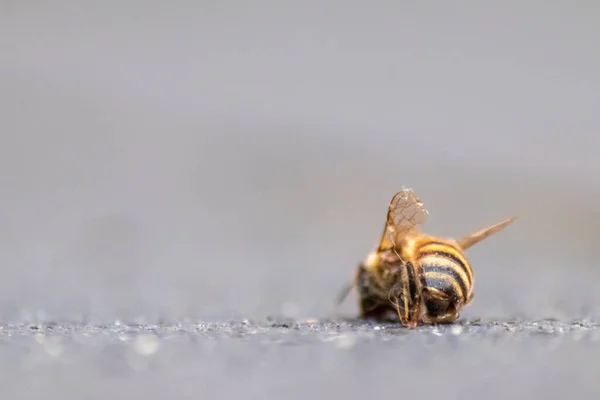 Martwa Pszczoła Ziemi Zatruta Lub Zakażona Chorobą Warrozy Lub Insektycydami — Zdjęcie stockowe