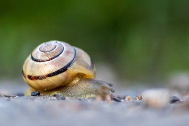 Salyangoz gibi yerde sürünüyorsun.