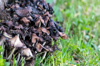 Ormandaki yeşil tarlada mantarlar