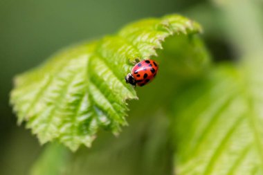 Güzel siyah noktalı kırmızı uğur böceği yeşil çimen tohumları üzerinde bir bitkiye tırmanıyor. Fotokopi alanı ile bitki artıkları için avlanıyor. Yararlı bir organizma ve bahar bahçesinde yararlı bir hayvan olarak onları öldürüyor.