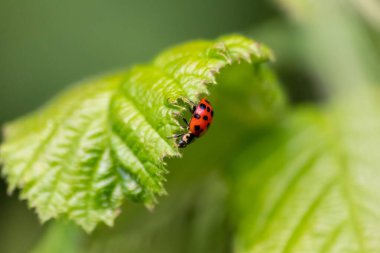 Güzel siyah noktalı kırmızı uğur böceği yeşil çimen tohumları üzerinde bir bitkiye tırmanıyor. Fotokopi alanı ile bitki artıkları için avlanıyor. Yararlı bir organizma ve bahar bahçesinde yararlı bir hayvan olarak onları öldürüyor.