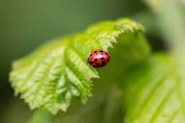 Güzel siyah noktalı kırmızı uğur böceği yeşil çimen tohumları üzerinde bir bitkiye tırmanıyor. Fotokopi alanı ile bitki artıkları için avlanıyor. Yararlı bir organizma ve bahar bahçesinde yararlı bir hayvan olarak onları öldürüyor.