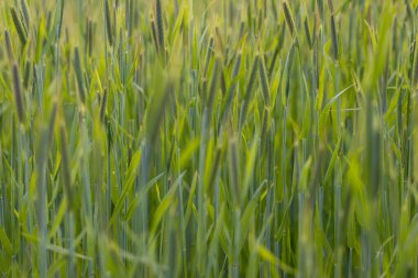 Yeşil buğday tarlasını kapatın
