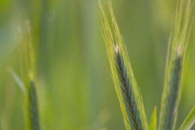 Yeşil buğday tarlasını kapatın