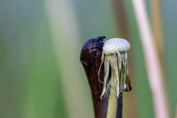 Closeup Snail Flower Wild Nature — Stock Photo, Image