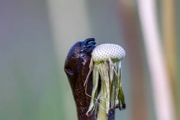 자연에서 달팽이의 — 스톡 사진