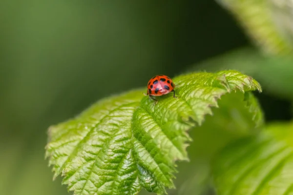Beautiful Black Dotted Red Ladybug Beetle Climbing Plant Green Grass — Stock Photo, Image