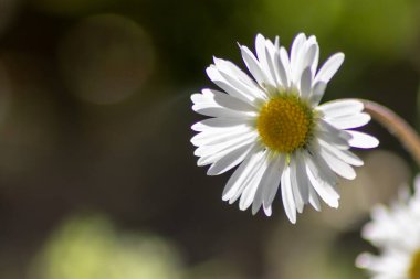 Çiçek açan papatya çiçeklerini kapatın.
