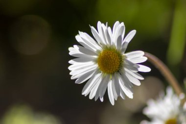 Çiçek açan papatya çiçeklerini kapatın.