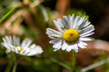 Çiçek açan papatya çiçeklerini kapatın.