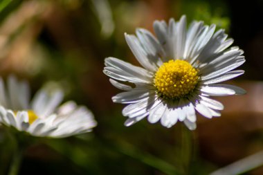 Çiçek açan papatya çiçeklerini kapatın.