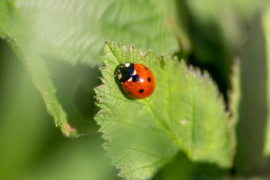 Güzel siyah noktalı kırmızı uğur böceği yeşil çimen tohumları üzerinde bir bitkiye tırmanıyor. Fotokopi alanı ile bitki artıkları için avlanıyor. Yararlı bir organizma ve bahar bahçesinde yararlı bir hayvan olarak onları öldürüyor.
