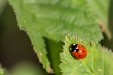 Güzel siyah noktalı kırmızı uğur böceği yeşil çimen tohumları üzerinde bir bitkiye tırmanıyor. Fotokopi alanı ile bitki artıkları için avlanıyor. Yararlı bir organizma ve bahar bahçesinde yararlı bir hayvan olarak onları öldürüyor.