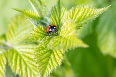 Güzel siyah noktalı kırmızı uğur böceği yeşil çimen tohumları üzerinde bir bitkiye tırmanıyor. Fotokopi alanı ile bitki artıkları için avlanıyor. Yararlı bir organizma ve bahar bahçesinde yararlı bir hayvan olarak onları öldürüyor.