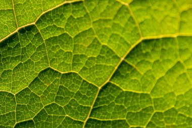 Yaprak yapıları ve ayrıntılı damarları olan yarı saydam yeşil yaprak makro biyoloji ve okuldaki öğrenciler, öğrenciler ve öğretmenler için biyokimyasal analiz için mükemmel bir klorofil çalışma nesnesi