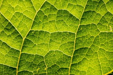 Yaprak yapıları ve ayrıntılı damarları olan yarı saydam yeşil yaprak makro biyoloji ve okuldaki öğrenciler, öğrenciler ve öğretmenler için biyokimyasal analiz için mükemmel bir klorofil çalışma nesnesi