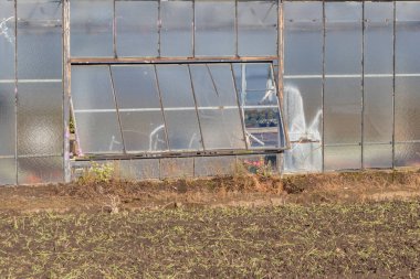 Çiftlikte yeşil bitkilerle dolu bir sera