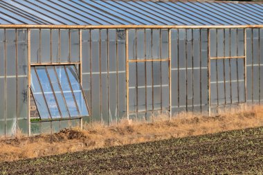 Çiftlikte yeşil bitkilerle dolu bir sera