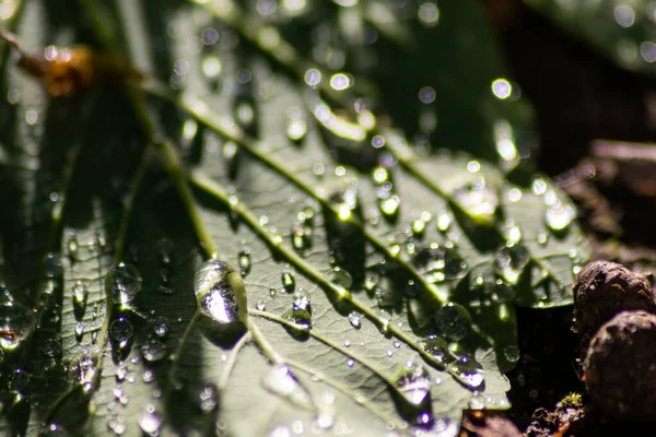 Macro of rain drops on a green maple leaf with sparkling sun after a rainy day shows water as elixir of life to refresh and grow in spring and summer with sparkles and nice shimmer in evening sunlight