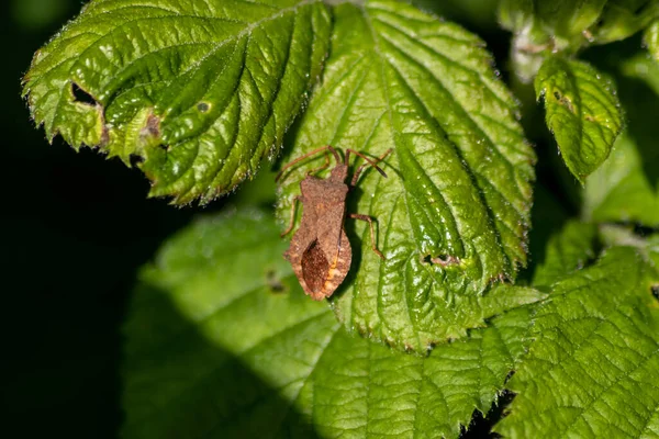 close up of bug on green leaf