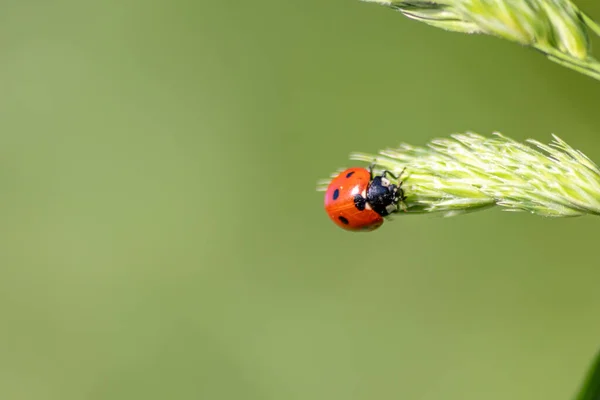 Hermoso Escarabajo Rojo Mariquita Punteada Negra Trepando Una Planta Semillas — Foto de Stock