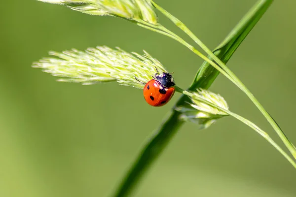 Hermoso Escarabajo Rojo Mariquita Punteada Negra Trepando Una Planta Semillas — Foto de Stock