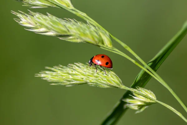 Hermoso Escarabajo Rojo Mariquita Punteada Negra Trepando Una Planta Semillas — Foto de Stock