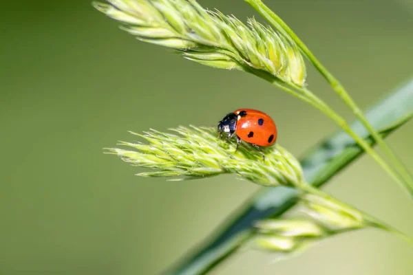 Hermoso Escarabajo Rojo Mariquita Punteada Negra Trepando Una Planta Semillas — Foto de Stock