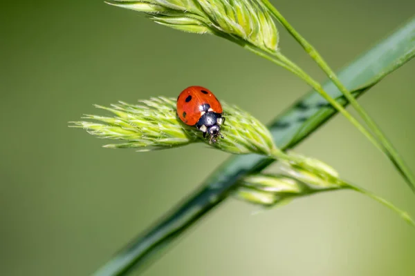 Hermoso Escarabajo Rojo Mariquita Punteada Negra Trepando Una Planta Semillas — Foto de Stock