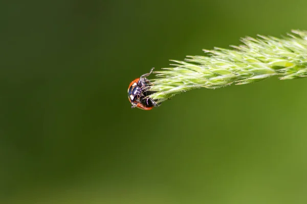 Mooie Zwart Gestippelde Rode Lieveheersbeestje Klimmend Een Plant Groen Graszaad — Stockfoto