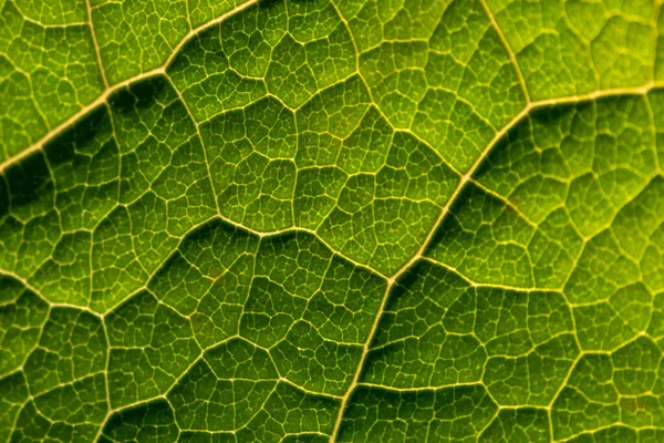 Makro Ett Genomskinligt Grönt Löv Med Bladstrukturer Och Detaljerade Vener — Stockfoto