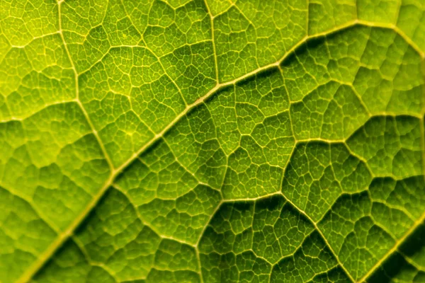 Makro Ett Genomskinligt Grönt Löv Med Bladstrukturer Och Detaljerade Vener — Stockfoto