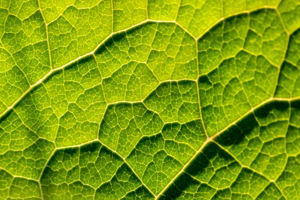 Makro Ett Genomskinligt Grönt Löv Med Bladstrukturer Och Detaljerade Vener — Stockfoto