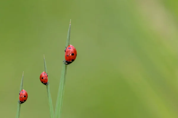 Schöne Schwarz Gepunktete Rote Marienkäfer Klettern Pflanze Mit Verschwommenem Hintergrund Stockbild