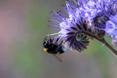 Busy bumblebee on violet flower in spring and summer collects pollen for honey production and is a beneficial organism and beneficial insect and beloved by garden friends and nature lovers