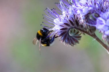 Busy bumblebee on violet flower in spring and summer collects pollen for honey production and is a beneficial organism and beneficial insect and beloved by garden friends and nature lovers